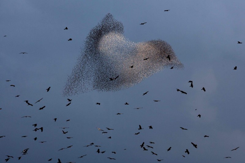 The formation of New Swarms