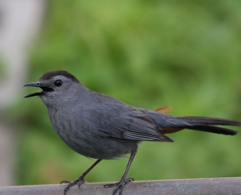 Tufted Titmouse