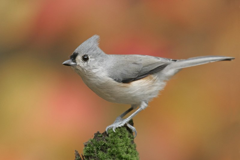 Gray Catbird