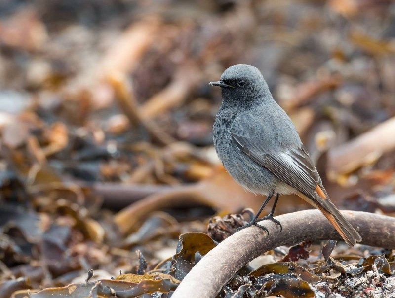 Серая мухоловка (Muscicapa striata)
