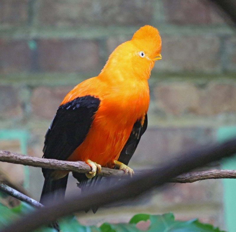Петушок каменный Гвианский (rupicola rupicola)