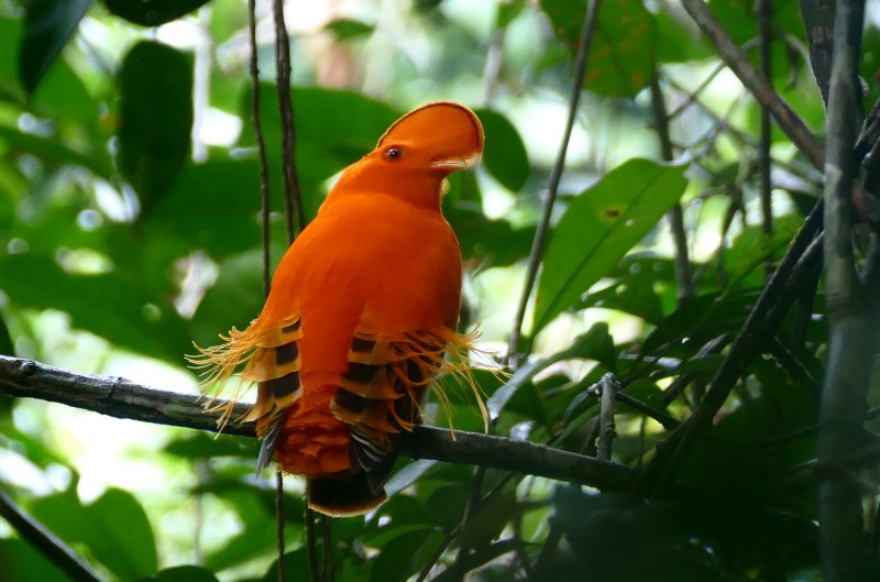 Rupicola rupicola