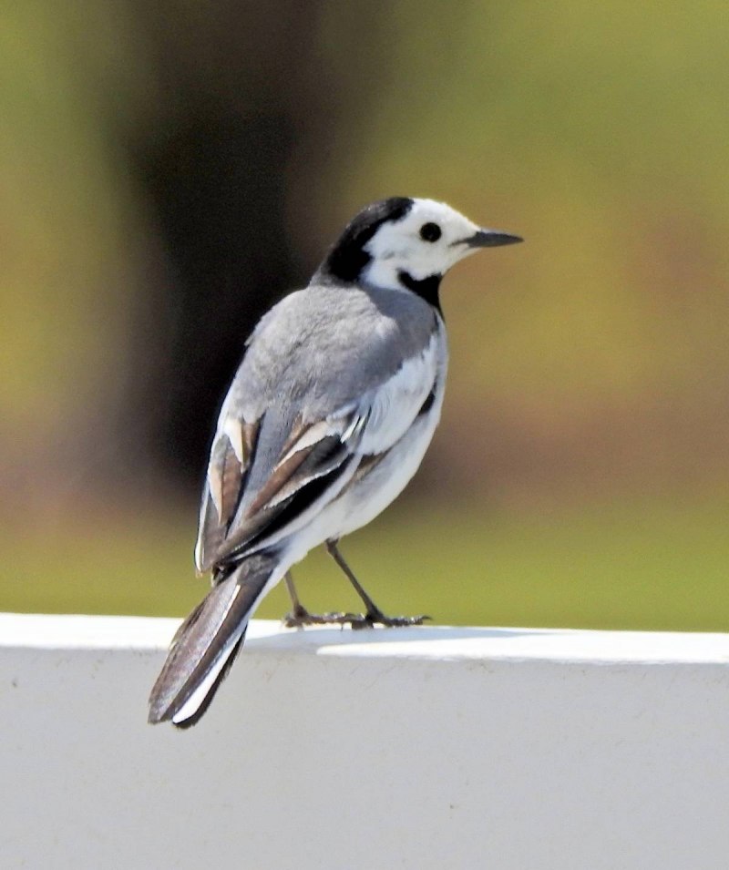 Белая трясогузка (Motacilla Alba)