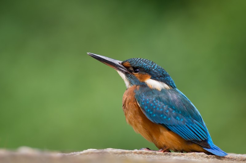 Птичка Kingfisher