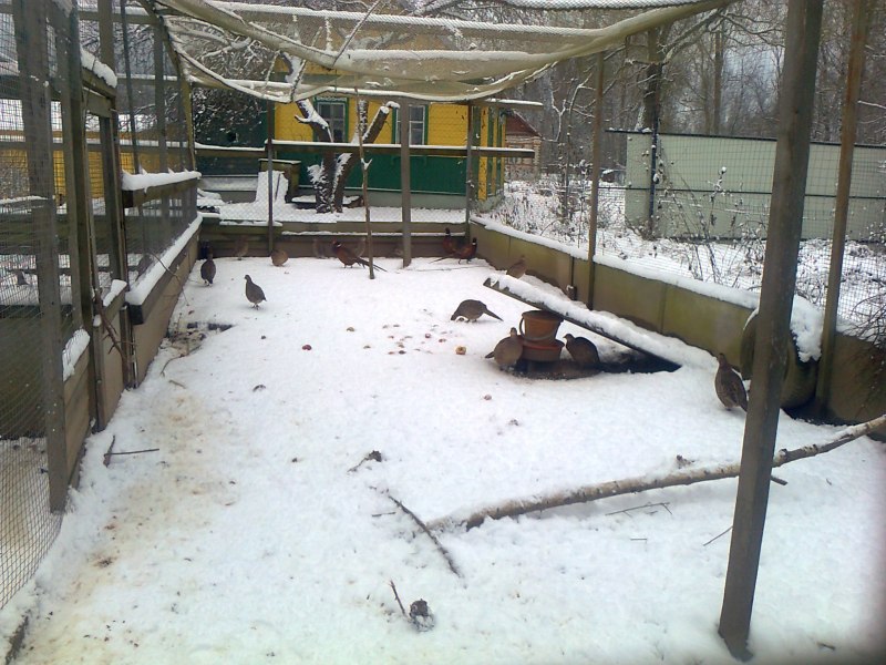 Сарай для фазанов