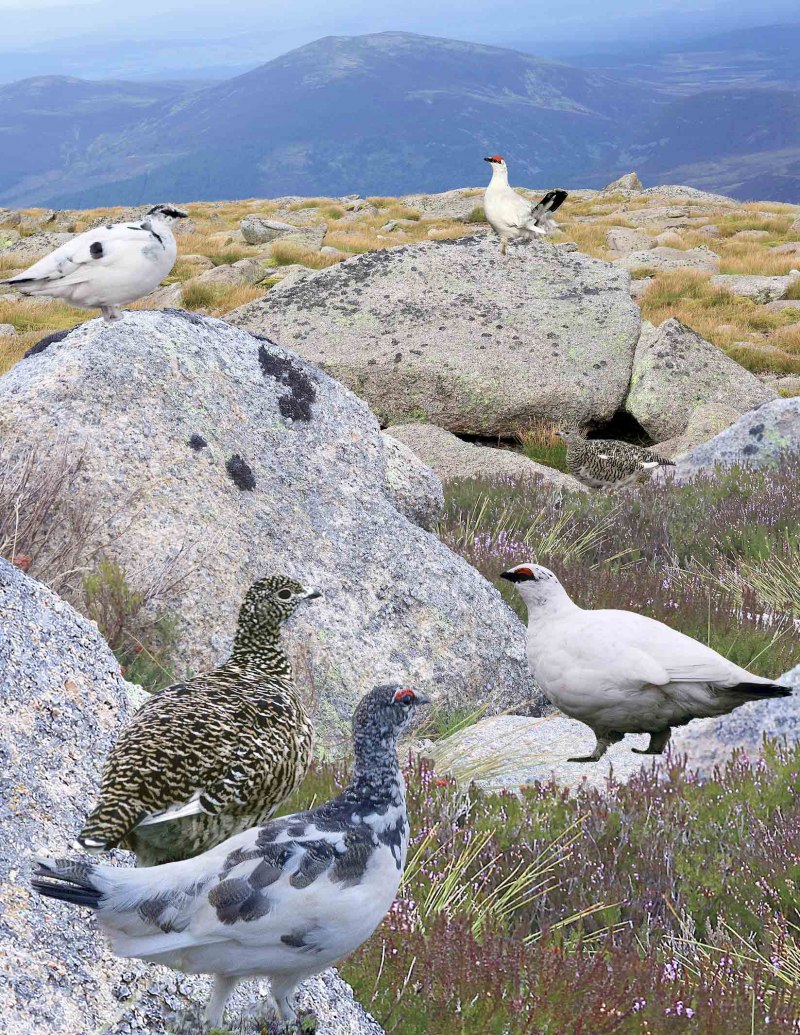 The Rock Ptarmigan (lagopus muta)