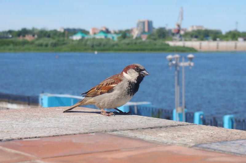 Коленки воробья