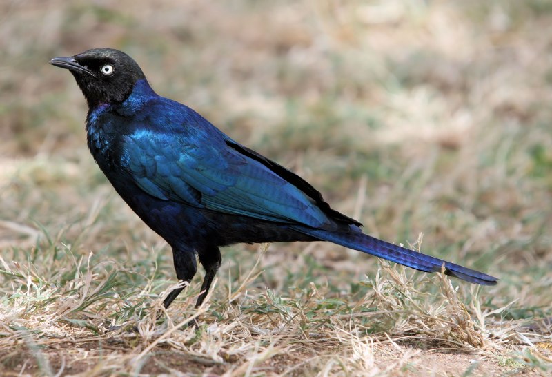 Lamprotornis purpuropterus