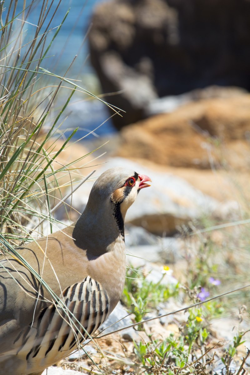 Alectoris Chukar