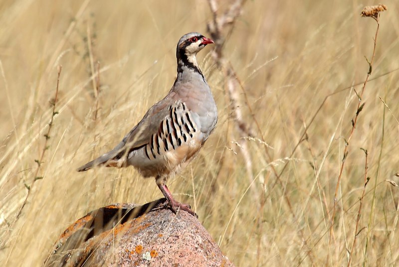 Alectoris Rufa