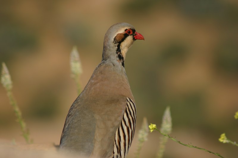 Alectoris Chukar
