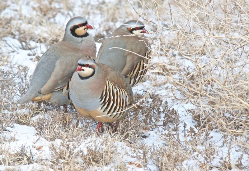 Кеклик (Alectoris Chukar)