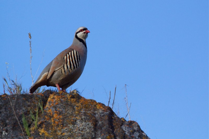 Alectoris Chukar