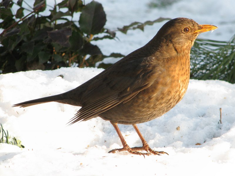 Turdus Merula самка