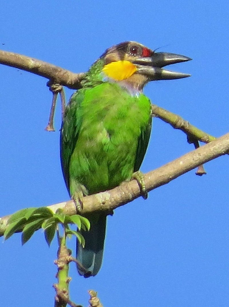 Barbet бородастик