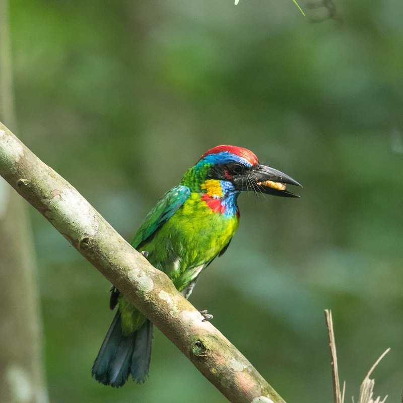 Barbet бородастик