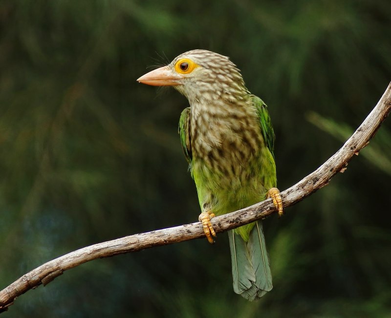 Megalaima lineata