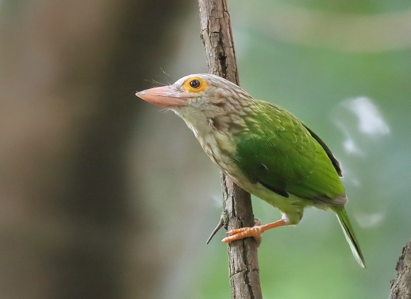 Бородастик полосатый - Psilopogon lineatus