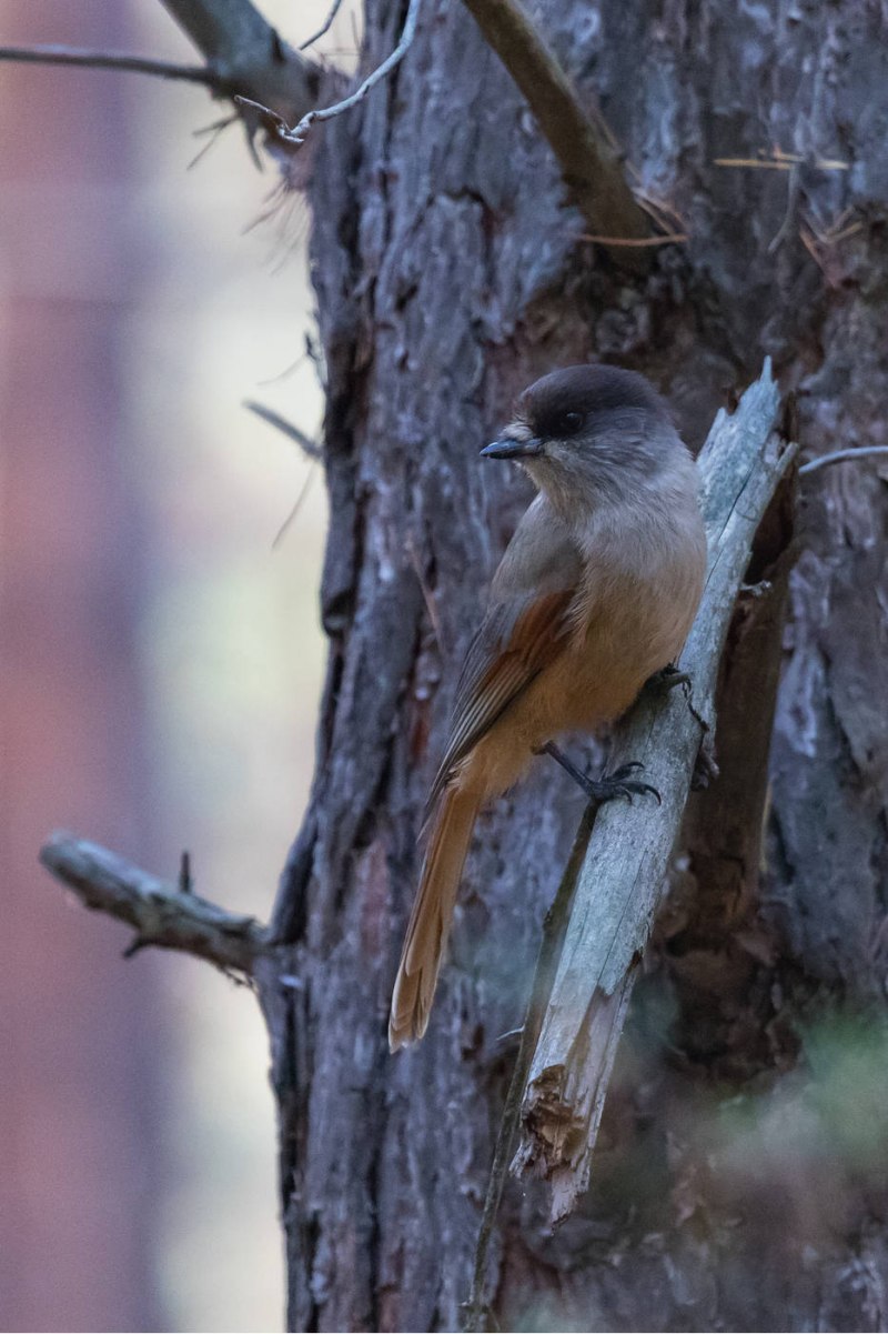 The Siberian Jay (Perisoreus Infaustus)