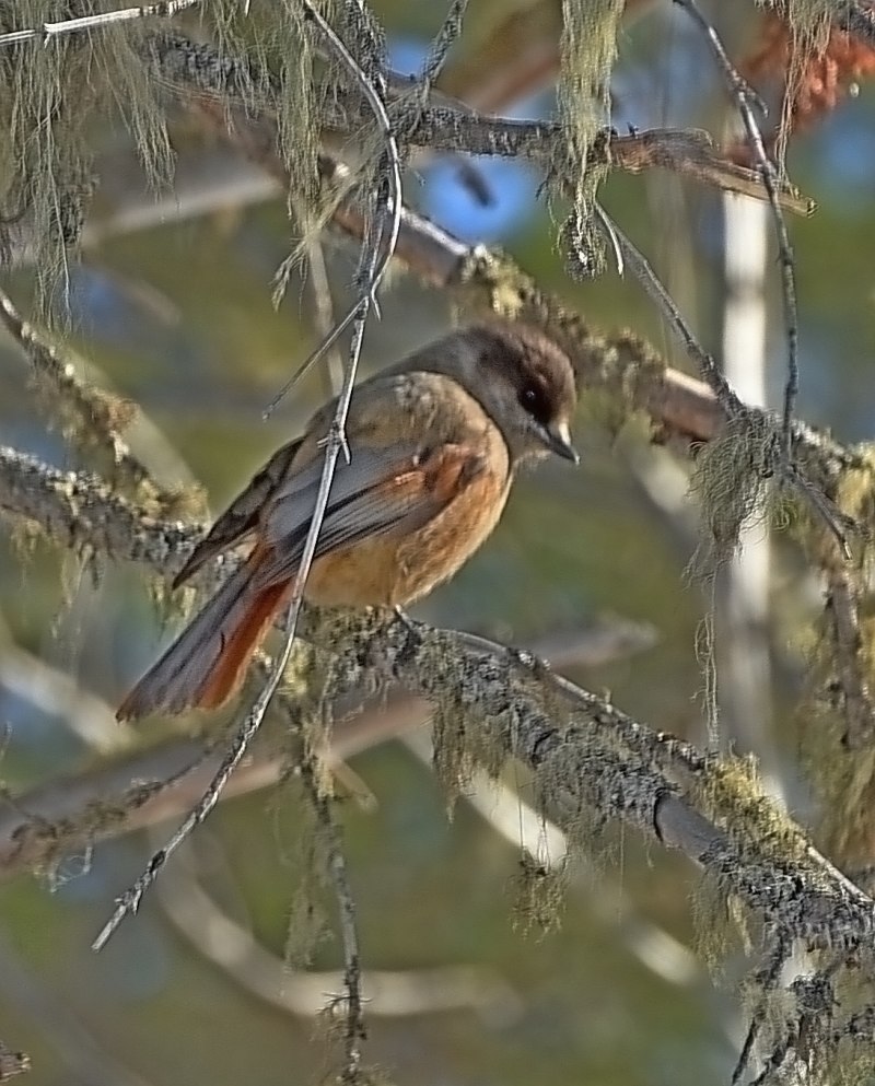 Кукша Сибирская