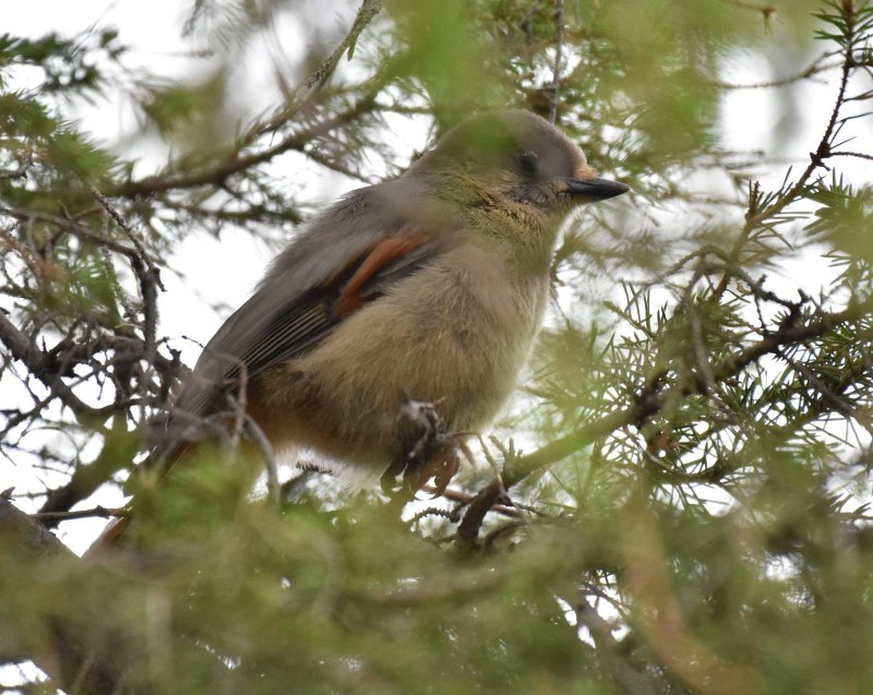 Кукша Perisoreus Infaustus
