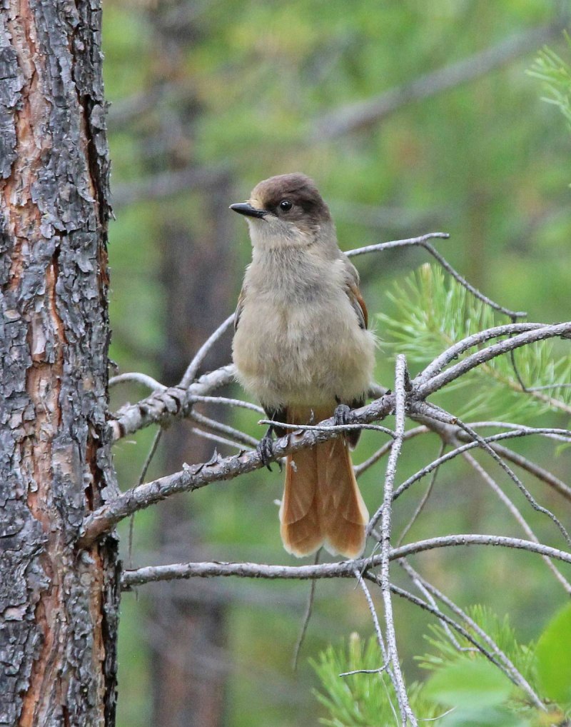 Кукша Perisoreus Infaustus