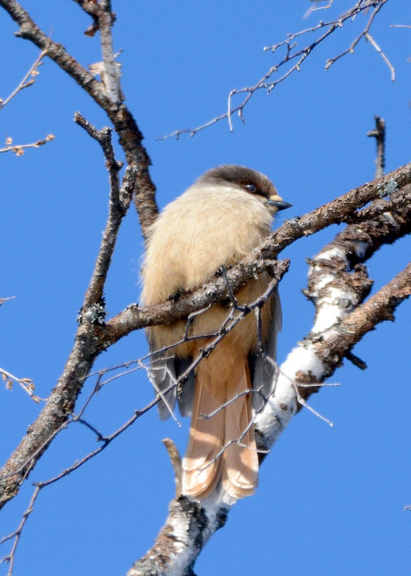 Кукша Perisoreus Infaustus