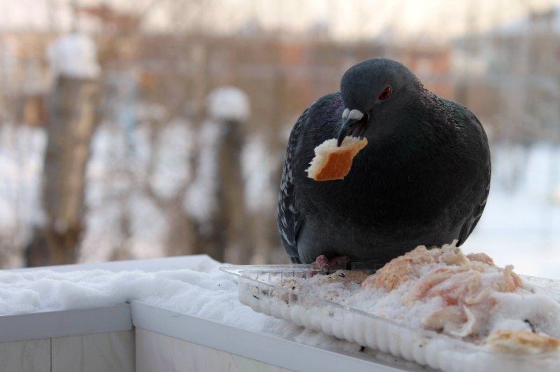 Голубь зимой