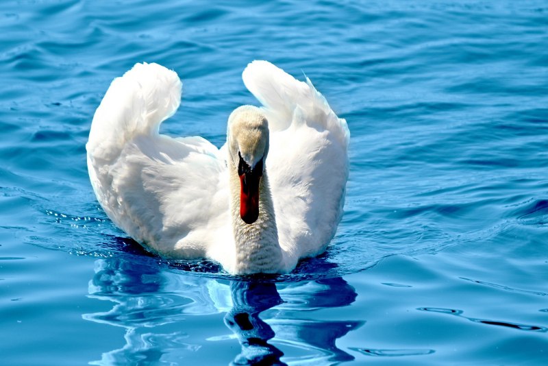 Swan Grace