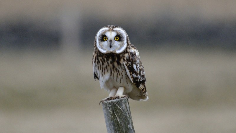 Сплюшка Otus SCOPS