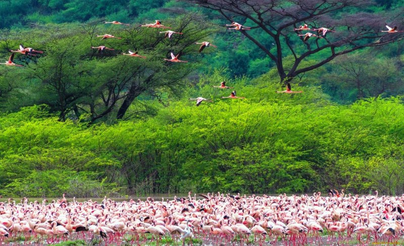Озеро богория кения (44 фото)
