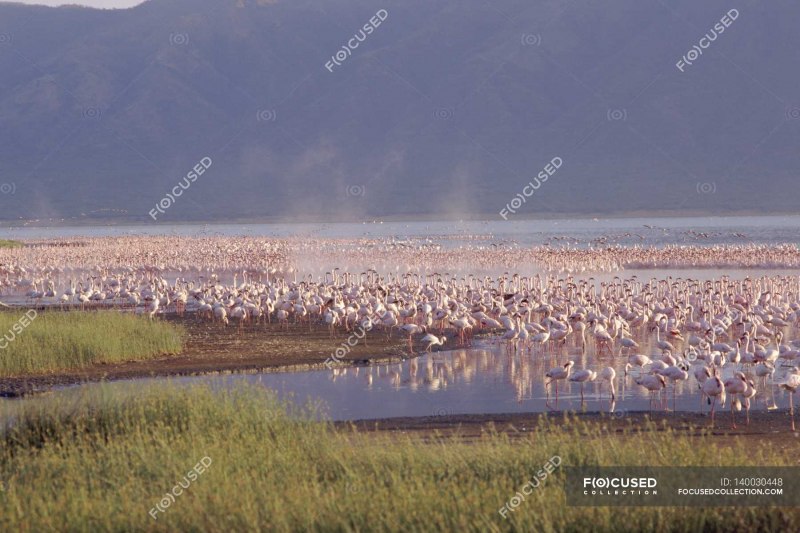 Кипр Фламинго и храм фото