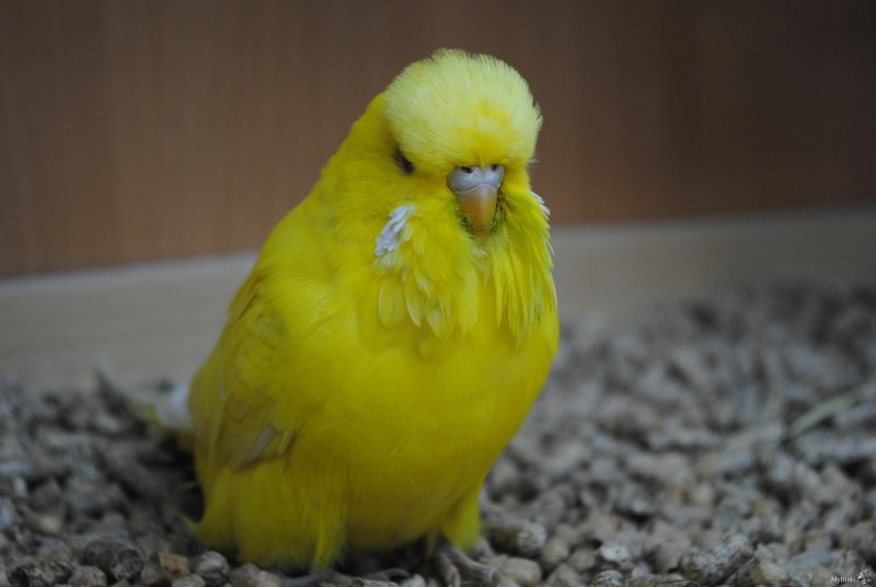 Турецкий корелла
