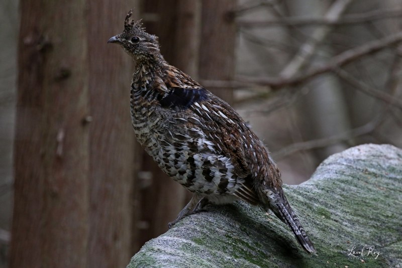 Bonasa umbellus