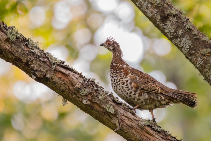 Hazel Grouse