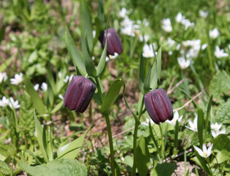 Рябчик (Bonasa bonasia)