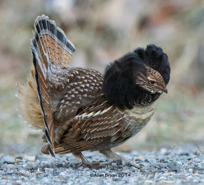 Bonasa umbellus