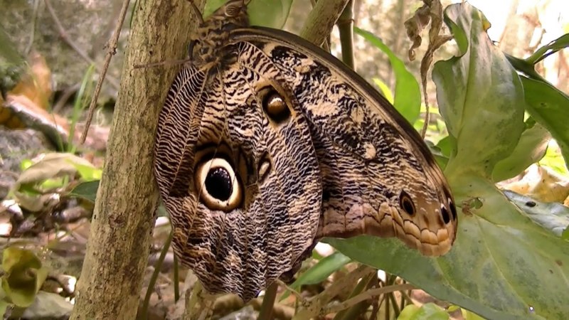 Бабочка Caligo Brasiliensis