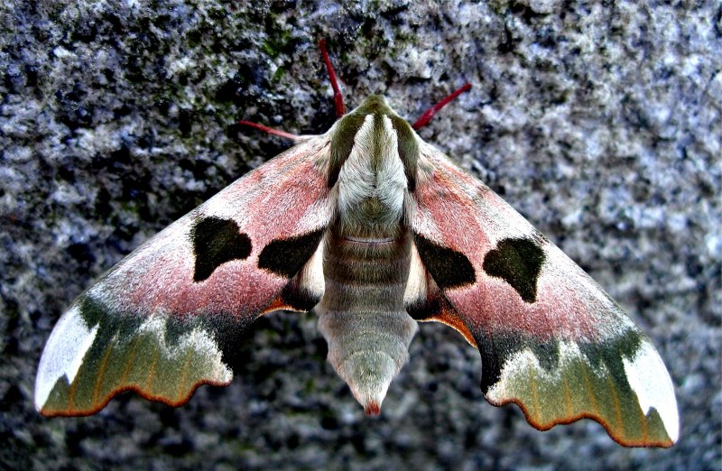 Butterfly Diet and Habitat