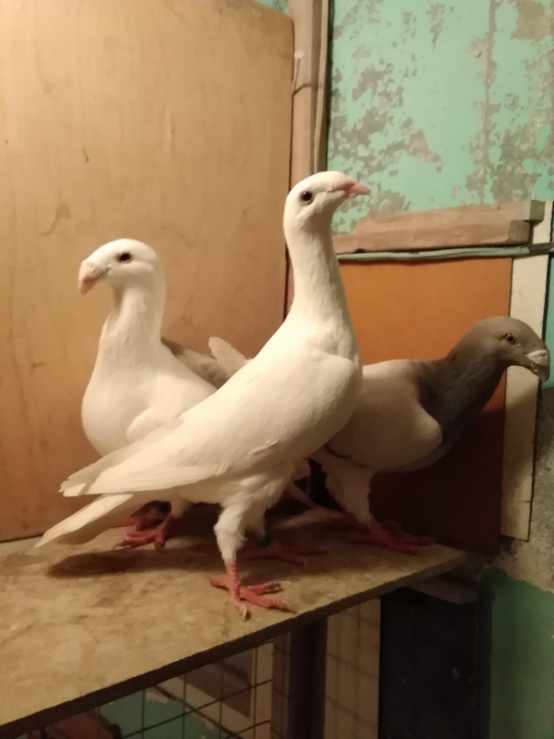 Немецкие выставочные голуби