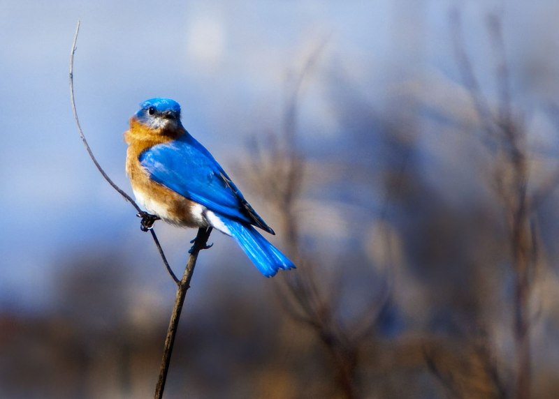 Cyanoptila cyanomelana