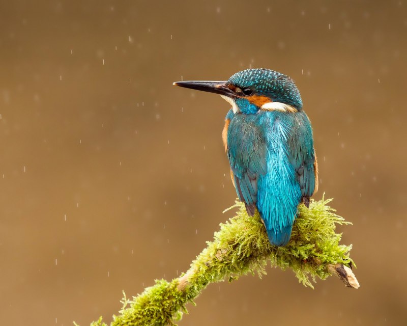 Bluebird перевод птица