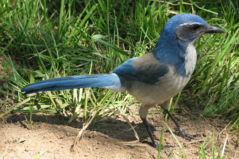 Blue-eared Starling птица