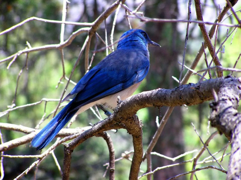 Cyanerpes caeruleus