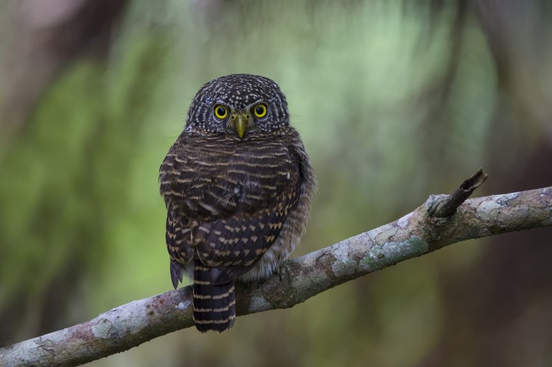 Птица Cuculus canorus