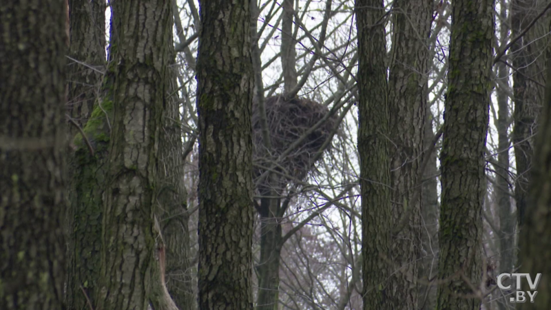 Sparrowhawk vs Magpie