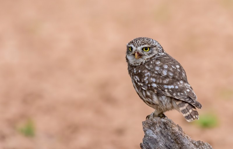 Owl isolated