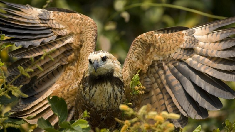 Тетеревятник (Accipiter gentilis)