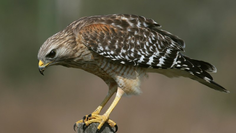 Ястреб - тетеревятник (Accipiter gentilis)