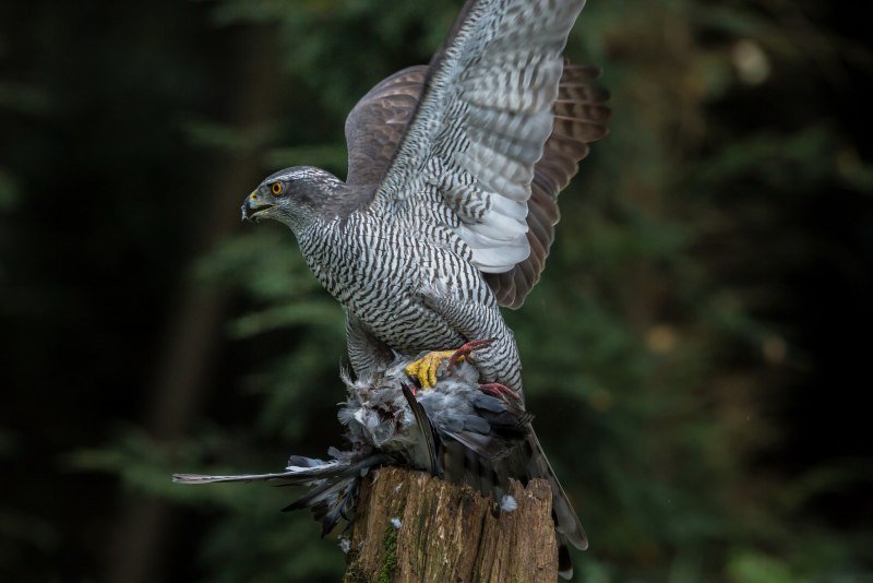 Тетеревятник (Accipiter gentilis)